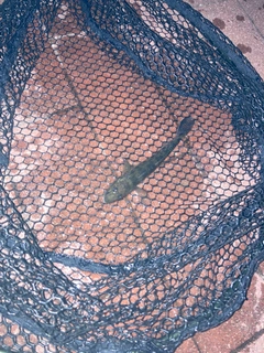 マハゼの釣果