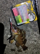 エゾメバルの釣果