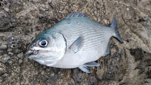 ババタレの釣果