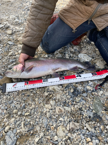 ニジマスの釣果