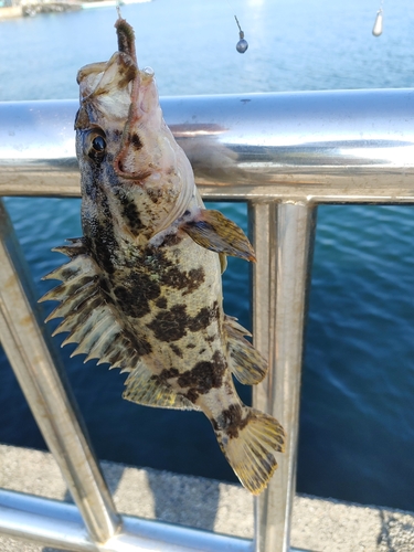 タケノコメバルの釣果