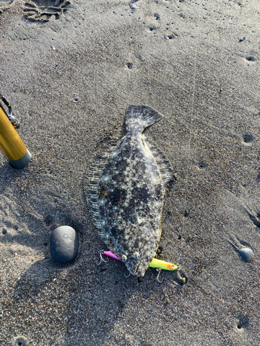 ヒラメの釣果