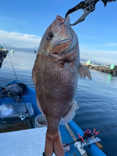 マダイの釣果