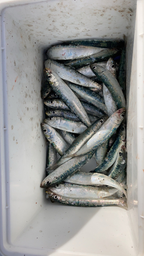 イワシの釣果