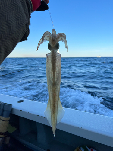 ヤリイカの釣果