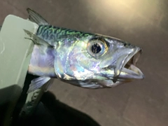 サバの釣果