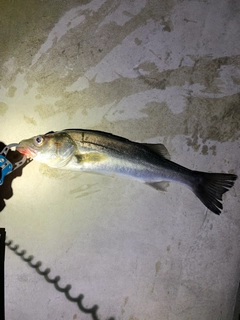 セイゴ（マルスズキ）の釣果