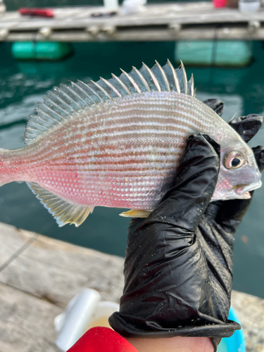 ヘダイの釣果