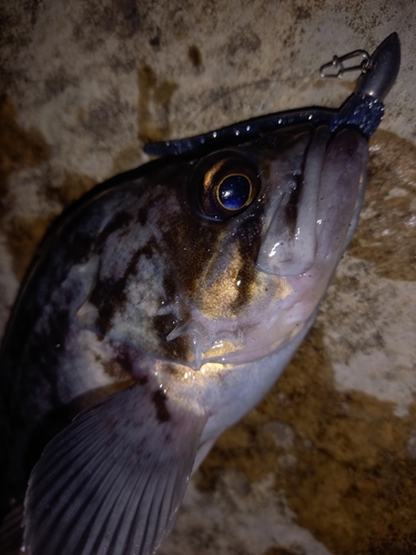 クロソイの釣果