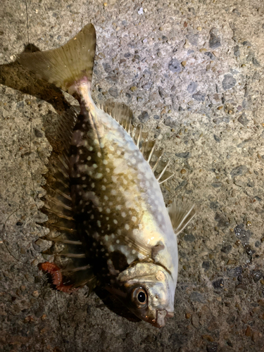 アイゴの釣果