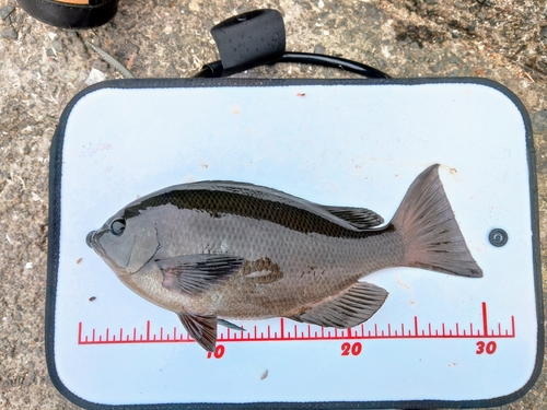 クチブトグレの釣果