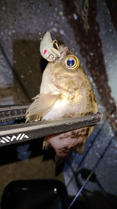 シロメバルの釣果