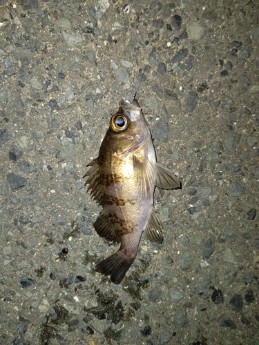 メバルの釣果