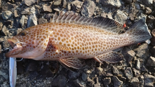 オオモンハタの釣果