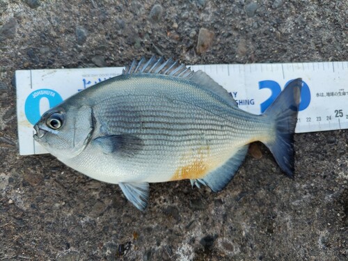 イスズミの釣果