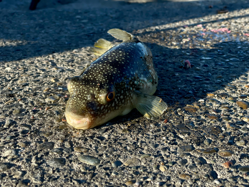 フグの釣果