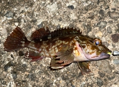 カサゴの釣果