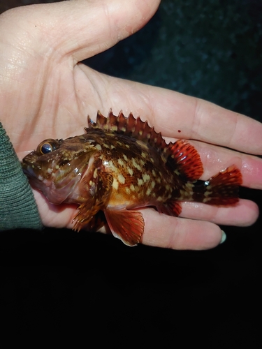 メバルの釣果