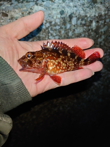 カサゴの釣果