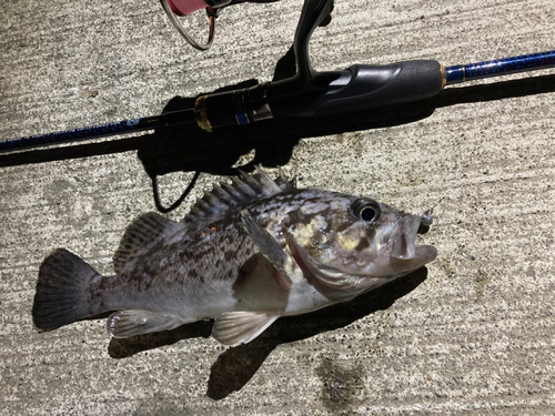 クロソイの釣果