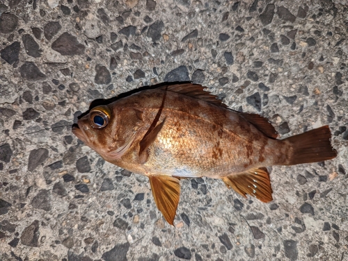 アカメバルの釣果