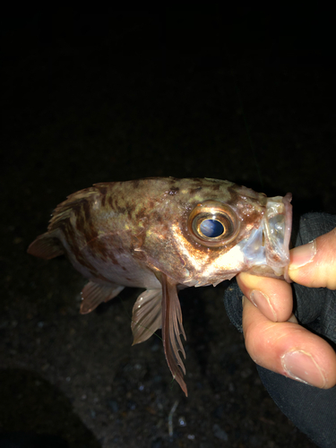 メバルの釣果