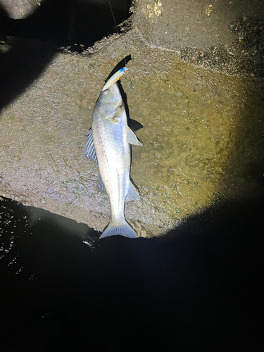 フッコ（マルスズキ）の釣果