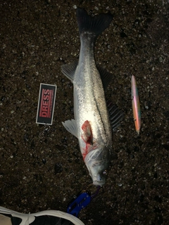 セイゴ（ヒラスズキ）の釣果