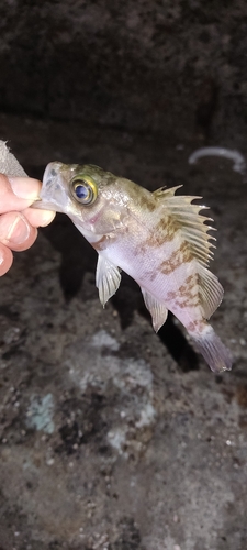 メバルの釣果