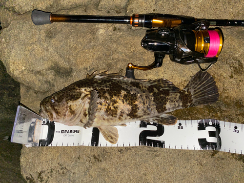 ベッコウゾイの釣果