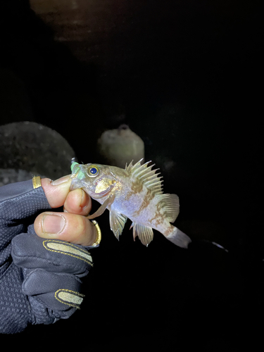 シロメバルの釣果