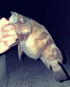 シロメバルの釣果