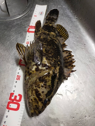 タケノコメバルの釣果