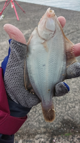 カレイの釣果