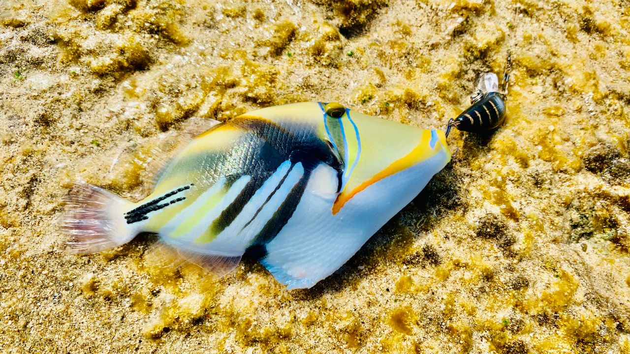 ムラサメモンガラ