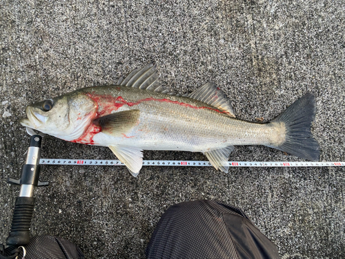 フッコ（マルスズキ）の釣果