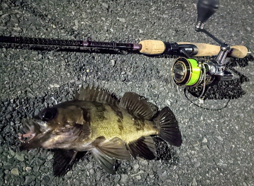 シロメバルの釣果