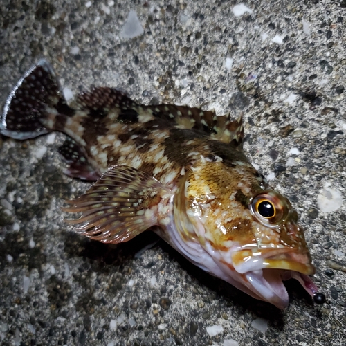 カサゴの釣果