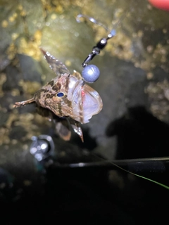 タケノコメバルの釣果