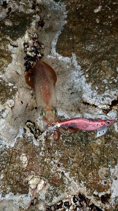 ケンサキイカの釣果