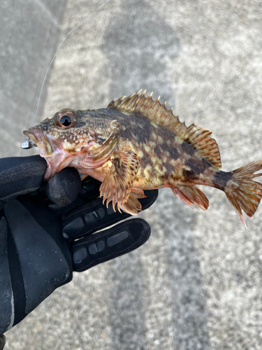 カサゴの釣果