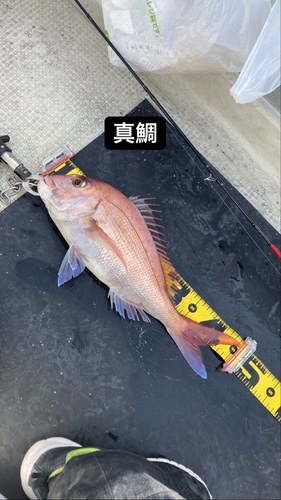 マダイの釣果