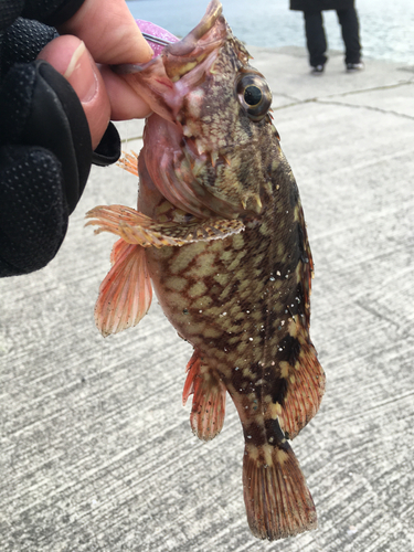 カサゴの釣果