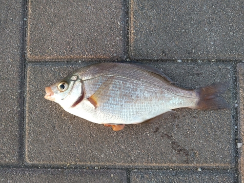 ウミタナゴの釣果