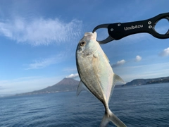 メッキの釣果