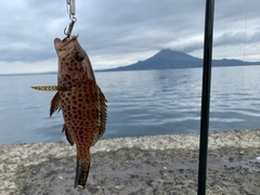 オオモンハタの釣果