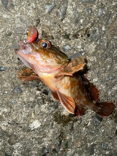 カサゴの釣果