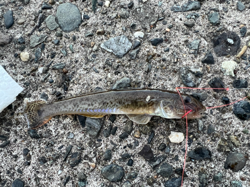 マハゼの釣果