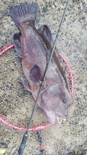 コブダイの釣果