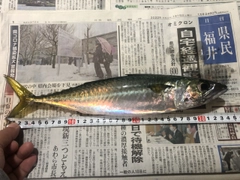 サバの釣果